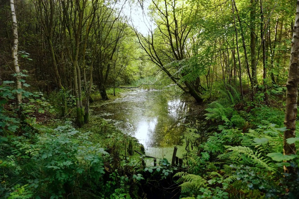 Wetland habitat in Inzievar woods, surrounded by greenery